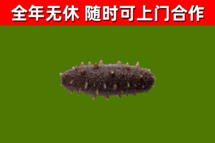 江北烟酒回收干海参.jpg